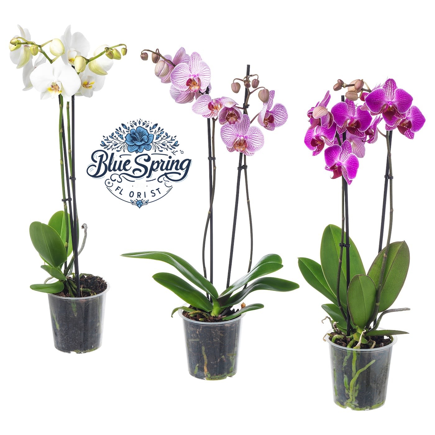 Maceta de orquídeas elegante